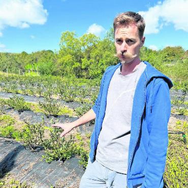 Vepass: Die Projekte in den Partnerstädten sind auf gutem Weg - Attila Sebesi vor einer seiner Blaubeerenplantagen.