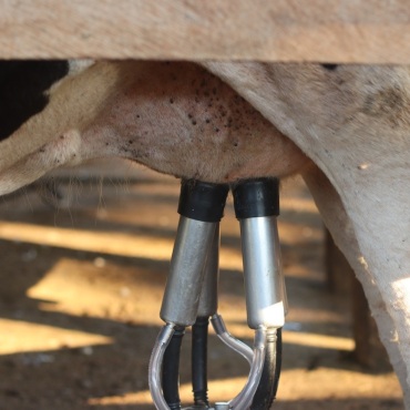 Kühler Kopf und kluges Marketing - Seit Juli geben die Kühe mehr Milch, als gebraucht wird. Symbolbild: Pixabay/Rogério Pritzke