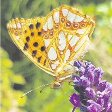 Sommer – Sonne – Schmetterlinge... - Der Kleine Perlmutterfalter ist einer der 14 in der Schweiz anzutreffenden Perlmutterfalter, welche zur Familie der Edelfalter gehören. Die perlmuttglänzenden Flecken der Unterflügelseiten geben ihnen den Namen.