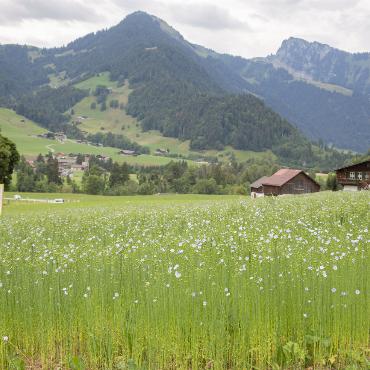 Leinanbau auf über 1000m über Meer