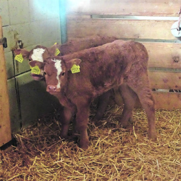 Blauzungenkrankheit: neuer Impfstoff zugelassen - Kälber im Saanenland. SYMBOLBILD/ARCHIV AVS: VRENI MÜLLENER