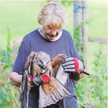 Stauffers Vogelstation im Oberland – und ihr abruptes Ende - Verena Stauffer bei ihrer Arbeit mit verletzten Tieren.