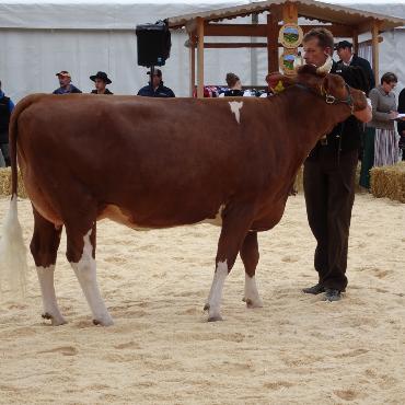 Starke Simmentaler, ausgeglichenes Swiss Fleckvieh und Top-Red-Holstein- und Holsteinkühe