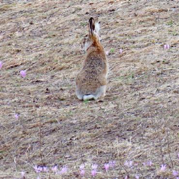 Seltene Blumen im Wallis - Eine Hase mitten in den Lichtblumen.