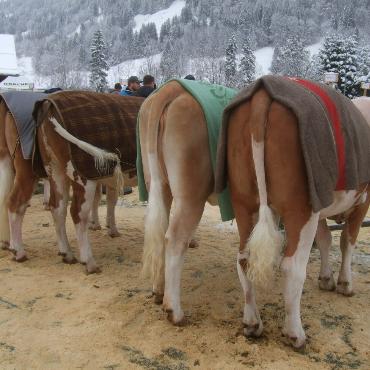 Ein guter Grund zum Feiern – die 10. Rinderexpo Saanenland