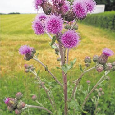 Unkräuter erkennen, bekämpfen, kontrollieren - Erkennen der Ackerkratzdistel (Cirsium arvense): Pflanzenlänge 40 bis 150 cm. Die Blätter sind oft steif, ungeteilt, gewellter Blattrand mit dreieckigen bis ovalen, fein stacheligen Abschnitten. Blattoberseite nicht stachelig, Blattunterseite oft kahl, zum Teil spinnwebig weiss behaart. Die Pflanze ist ausdauernd und hat viele und lange Wurzellausläufer. Die Wurzel bricht beim Ausreissen ab. Nesterweises Vorkommen. Vermehrung über Wurzelstücke (82,5 cm), Wurzelausläufer und Samen. FOTO: WIKIPEDIA