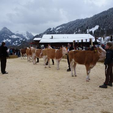 Ein guter Grund zum Feiern – die 10. Rinderexpo Saanenland