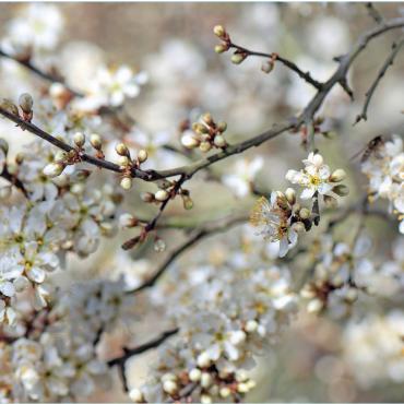 Zwischen Ohnmacht und Hoffnung: vom Umgang mit Gewalt - Nach dem Winter treiben neue Knospen aus. FOTO: PIXABAY.COM