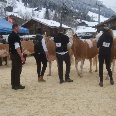 Ein guter Grund zum Feiern – die 10. Rinderexpo Saanenland