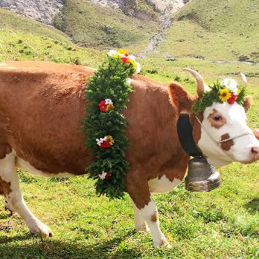 Lauenen Blatti-Sufsunntig - Geschmückte Meisterkuh am Blatti-Sufsunntig. FOTO: ZVG