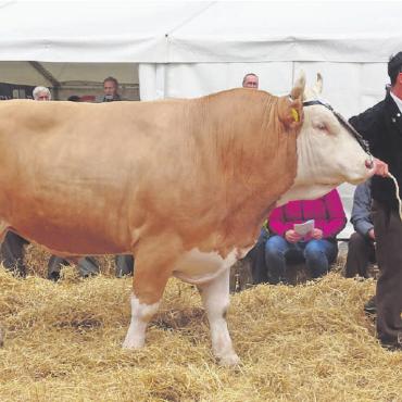 Jubiläum: 130 Jahre Viehzuchtgenossenschaft Saanen - Immer wieder halten Mitglieder des Vereins als leidenschaftliche «Müneler» (Stierenhalter) einen Stier; sei es privat oder sei es denjenigen des Zuchtvereins. Pierrot Wimmer mit seinem Malvin, dem ältesten der drei aufgeführten Prachtstiere.