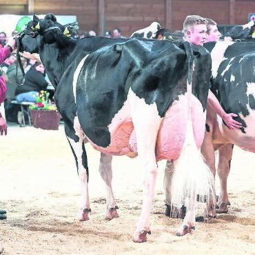 Ein Abteilungssieg und vier Podestplätze - Blondin Goldwyn Aline wurde in ihrer Kategorie Zweite. FOTOS: ZVG