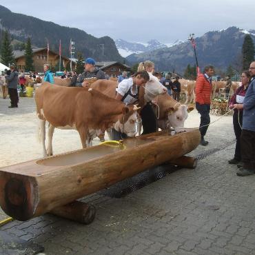Starke Simmentaler, ausgeglichenes Swiss Fleckvieh und Top-Red-Holstein- und Holsteinkühe