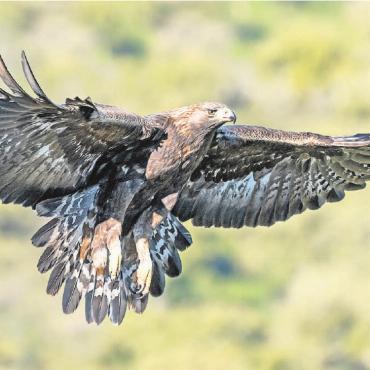 Brütende Vögel brauchen Rücksicht - Steinadler haben eine geringe Fortpflanzungsrate und sind am Nest äusserst empfindlich. Störungen können sogar zur Aufgabe der Brut führen. Störungen und Fotografieren am Nest sind daher unbedingt zu unterlassen. FOTO: MARCEL BURKHARDT