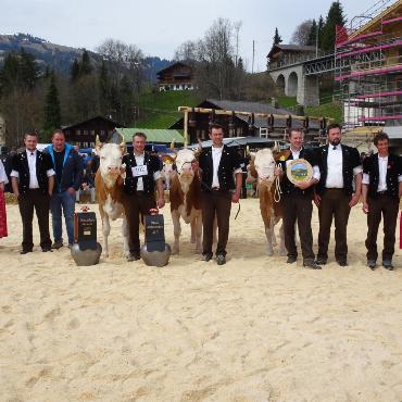 Starke Simmentaler, ausgeglichenes Swiss Fleckvieh und Top-Red-Holstein- und Holsteinkühe