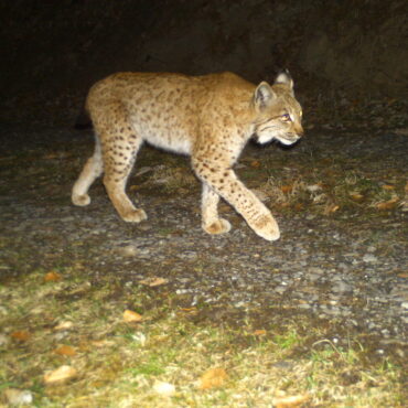 Ungewöhnlich –  aber nicht abnormal - Ein Luchs tappte in eine Fotofalle der KORA. (Foto: zVg)