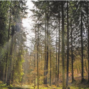 Wildeinfluss im Kanton nimmt weiter zu - Junge Bäume im Wald:Eine erfolgreiche Waldverjüngung bildet laut der WEU die Grundlage für einen stabilen, vielfältigen und klimaresilienten Wald.
SYMBOLBILD: PIXABAY