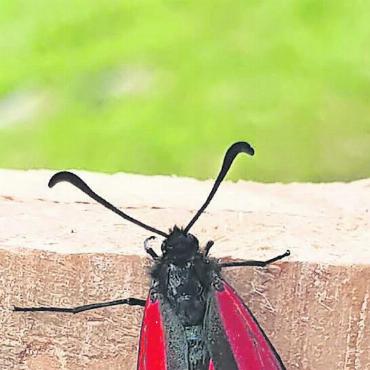 Schön, aber giftig! - Das Thymian-, auch Quendel-Widderchen genannt, besitzt statt Punkte zwei bis drei rote Längsstriche.