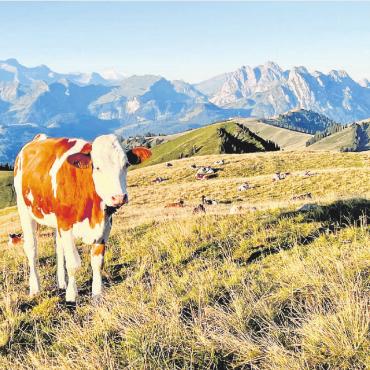 LESERBILDER - Rechts: Ob sich das Rind seines herrlichen Weideplatzes bewusst ist? FOTO: RENE PIEREN, ZWEISIMMEN