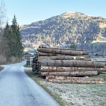 Wegen Baumkrankheiten und Hochwasser: An der Saane wird gesägt - …wurde am Ufer der Wald verjüngt.