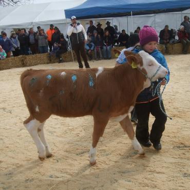 Ein guter Grund zum Feiern – die 10. Rinderexpo Saanenland