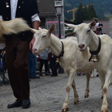 Gstaad Züglete 2022 – ein Erlebnis in jeder Hinsicht