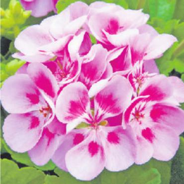 April-Aktionen bei Blumen Stricker - Geranien und Surfinien sind aufgrund ihrer Widerstandsfähigkeit ideal für unsere Höhenlage geeignet. FOTO: ZVG