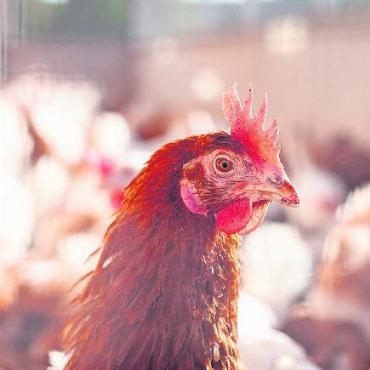 Vorbeugende Massnahmen gegen Vogelgrippe erneut verlängert - Geflügel sollte vorübergehend nicht auf die Weide gelassen werden. SYMBOLBILD: ADOBE STOCK