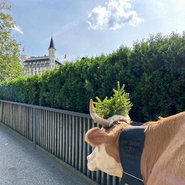 «Kuhlness» in Gstaad