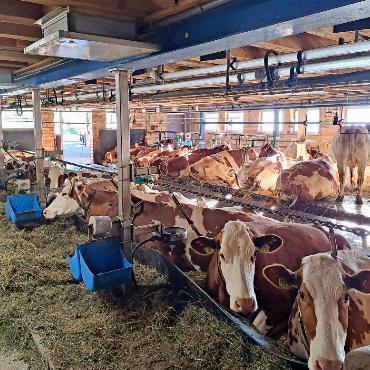 Kuhsignale-Beraterin klärt auf: Bauern brauchen glückliche Kühe - Im Stall von Simon Buchs: Er wechselte von einem Gummiboden mit Stroh dank der Beratung von Martina Schmid zur Kalkstrohmatratze. Diese Veränderung brachte viel Positives, wie er berichtet.
