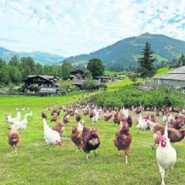 Tierschutzverein lädt ein zum Tag der offenen Tür - Die Legehennen von Kobi-Ei in Freilandhaltung. FOTO: ZVG