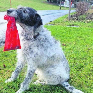 «Helfen Sie mit!» gegen Müll aller Art - Wohl eher die Ausnahme: In der Regel kann der Hund seinen Haufen nun mal nicht selber wegräumen. FOTO: JENNY STERCHI