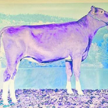 Mehr als 100 Jahre Viehzucht im Gsteig – ein Rückblick - Perretens Vitelle Angela (hier als Rind) von Michael Perreten ist die erste Kuh des VZV Gsteig mit einer Lebensleistung von 100’000kg Milch.