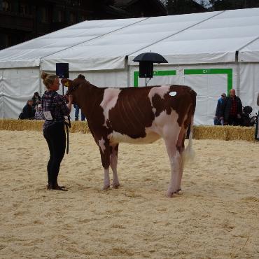 Starke Simmentaler, ausgeglichenes Swiss Fleckvieh und Top-Red-Holstein- und Holsteinkühe