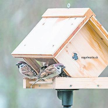 Zu Tisch bei Familie Vogel - Wegen Krankheiten darf der Kot darf nicht ins Futter gelangen. Futterhaus-Modelle mit schmalen Krippen verhindern dies. FOTO: MARCEL BURKHARDT