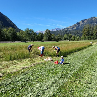 Der Bergflachs ist nach harter Arbeit gerauft
