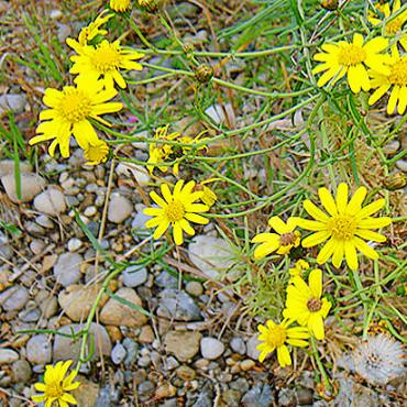 Neophyten: Vernichten oder die Natur machen lassen? - Schmalblättriges Greiskraut