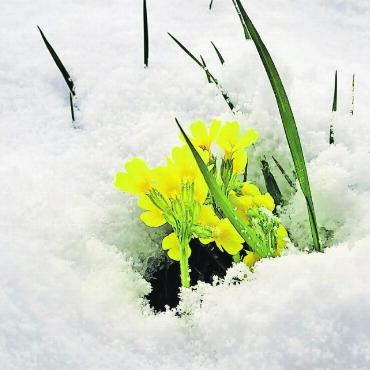 Die Blumen des Frühlings sind die Träume des Winters - Schlüsselblumen ragen aus dem Schnee heraus. FOTO: HILDE TEUSCHER