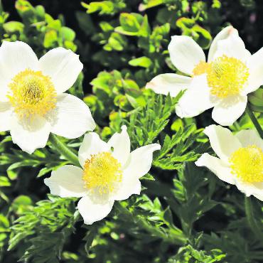 Vier Frühlingswünsche - Alpen Anemonen – vier blühende Frühlingswünsche. FOTO: ROBERT SCHNEITER