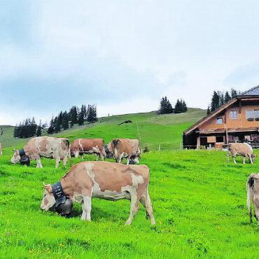 «Bei diesem Impfstoff waren wir nicht überzeugt» - Alp Wildeggli FOTOS: ZVG