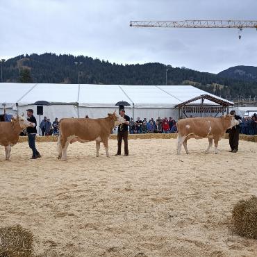 Starke Simmentaler, ausgeglichenes Swiss Fleckvieh und Top-Red-Holstein- und Holsteinkühe