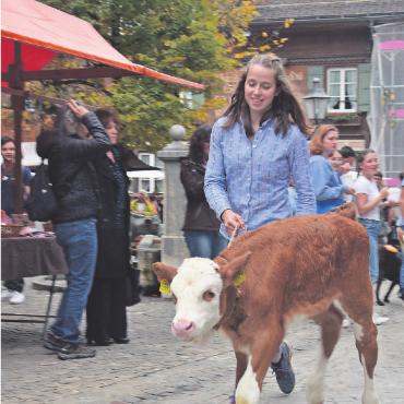 Gstaad Züglete 2022 – ein Publikumsmagnet - … sind sich Lara Berchten und das von ihr geführte Kalb ziemlich einig. FOTO: LUCA DIAMANTE