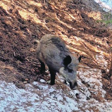 Wispiler Wildsaujagd – eine Premiere - Die Bache wurde kurz vor der Jagd per Zufall auch auf der Kamera festgehalten.