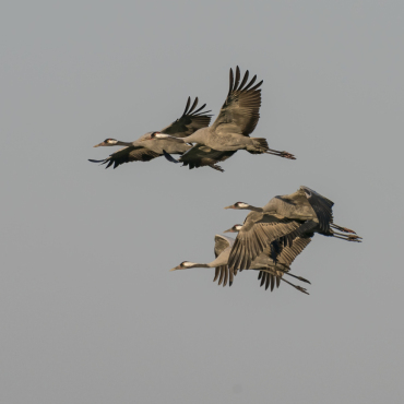 Saanens Wappentier so häufig wie noch nie - Der Durchzug der Grauen Kraniche (Grus grus) ist ein Naturschauspiel, das auch künftig über der Schweiz beobachtet werden dürfte. (Foto: MARCEL BURKHARDT)