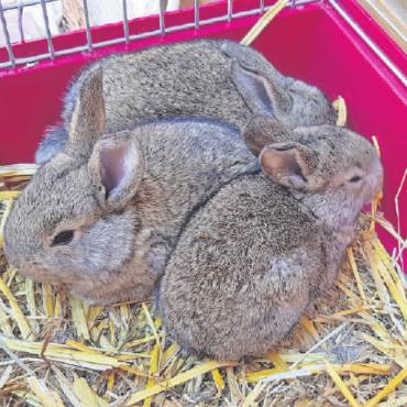 Sperrung der Umfahrungen Gstaad und Saanen - Am Ostermarkt gibt es unter anderem Häsli zum Streicheln … FOTSO: UELI MÜLLER