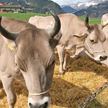 Kuh Jelena im Rampenlicht: starke Gene – sanftes Gemüt