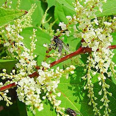 Neophyten: Vernichten oder die Natur machen lassen? - Japanknöterich