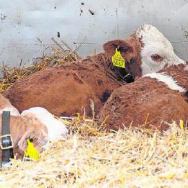 Alpkäse- und Glockenmarkt in Saanen - Tiere durften nicht fehlen!