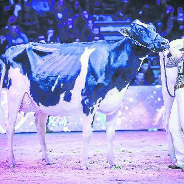 Zwei Championne-Titel für das Saanenland - Junior Championne Holstein: Kingsway Unix Jacqueline. FOTO: GUILLAUME MOY