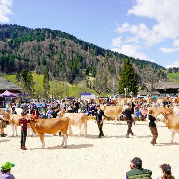 Herausgeputzte Tiere und stolze Besitzer:innen bei Königswetter - Die Juroren an der Arbeit.